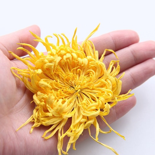 安国市菊花茶  金丝皇菊 新货
