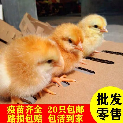 沭阳县（20只装）鸡苗 小鸡苗 三黄鸡 九斤黄 小鸡活苗 土鸡苗