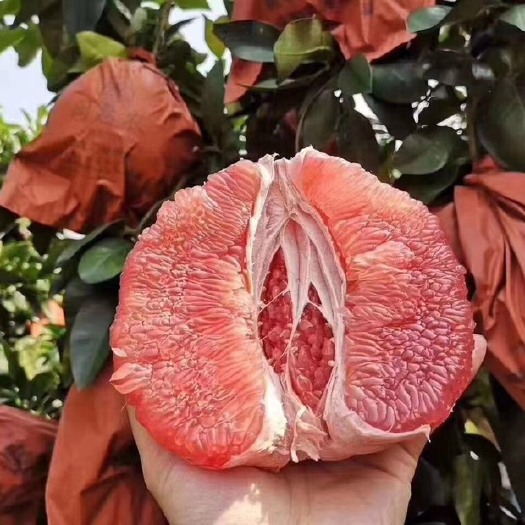 深圳 梅州大埔红心蜜柚