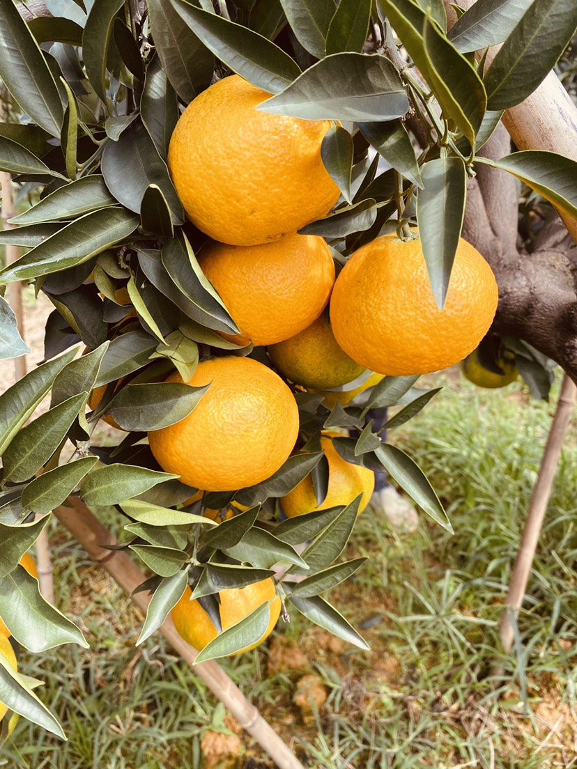 愛(ài)媛橙種植技術(shù)(愛(ài)媛橙是雜交的嗎)