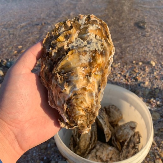 长海县 生蚝 4-5两 左右 个大肥度好