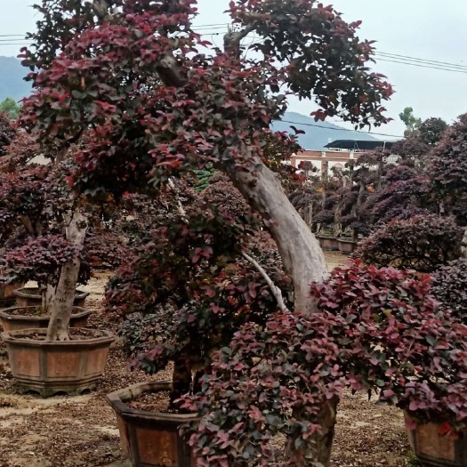 造型红继木桩  各种造型各种规格红花继木桩现货基地直发