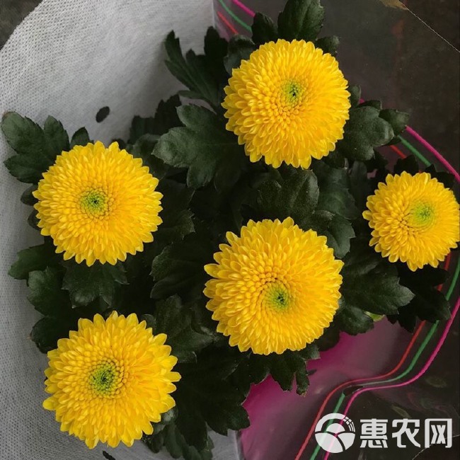  四季开花菊花盆栽带花苞千头菊花苗小雏菊乒乓菊大菊花卉