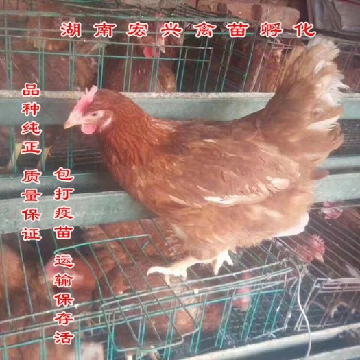 衡阳海兰褐壳蛋鸡 热销海兰褐蛋鸡苗高产绿壳蛋鸡苗五黑鸡苗青脚土鸡苗