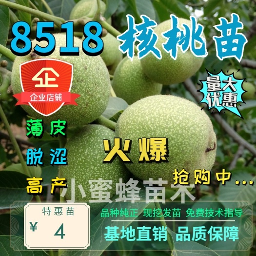 平邑县薄皮核桃苗  核桃苗 8158核桃苗 皮薄果肉多 高产好管理 包品种