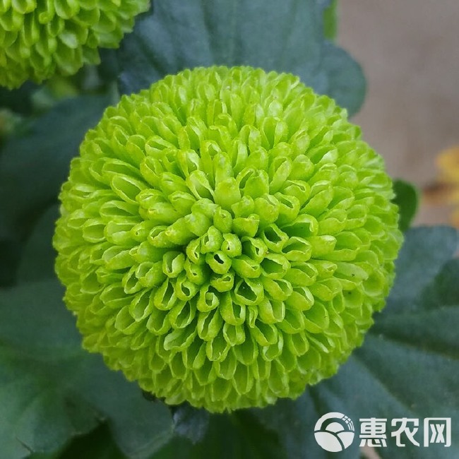  四季开花菊花盆栽带花苞千头菊花苗小雏菊乒乓菊大菊花卉