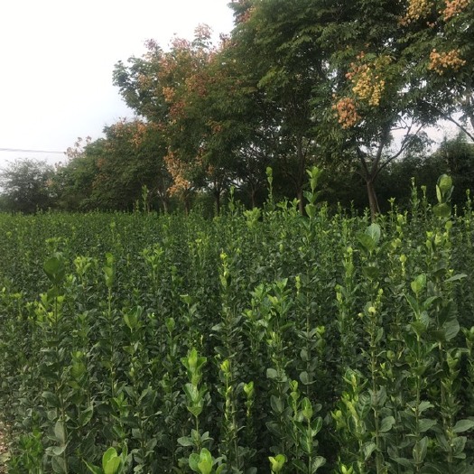 常州 北海道黄杨，有单株及柱状。单株及柱状高均在1.6米以上。
