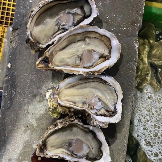 乳山市钦州大蚝 海水 2-3两/只 3-4两/只 4-5两/只 5-6两/只 6两以上/只   鲜活水产 