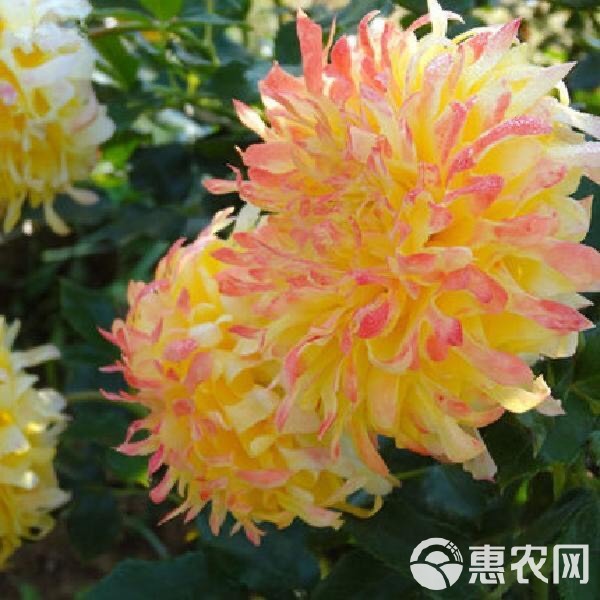  四季开花菊花盆栽带花苞千头菊花苗小雏菊乒乓菊大菊花卉