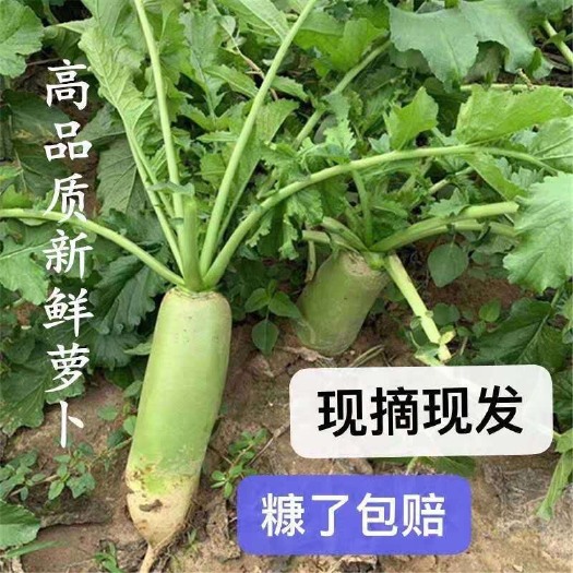 长春 东北水果萝卜，现摘现发，大量出售