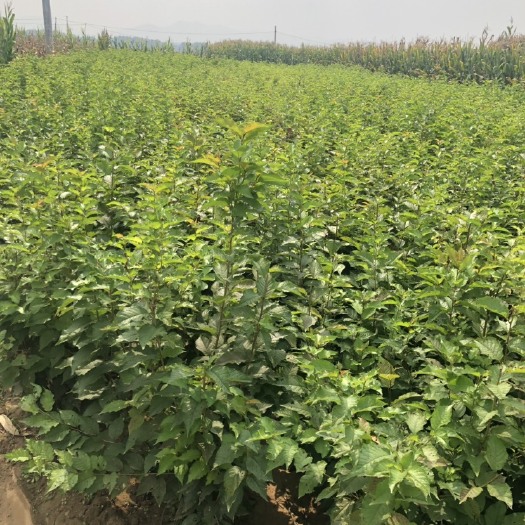潍坊兰丁2号樱桃苗  兰丁2号砧木，特点抗病性强，抗涝，生长旺，要多少有多少