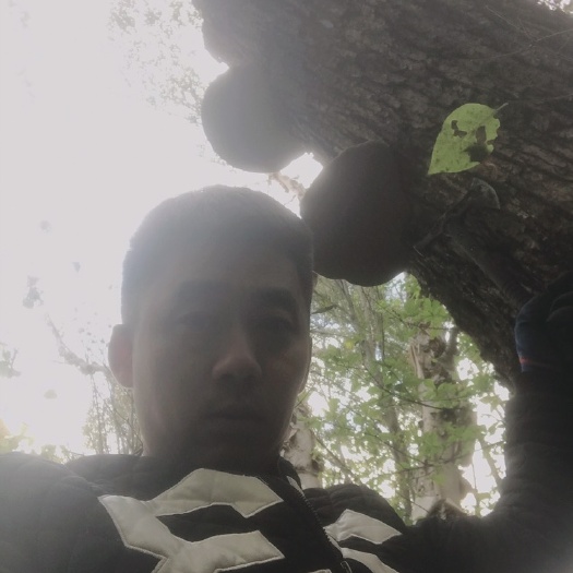 牡丹江树舌灵芝 药用.摆件都可以.大的成长年龄16-20年