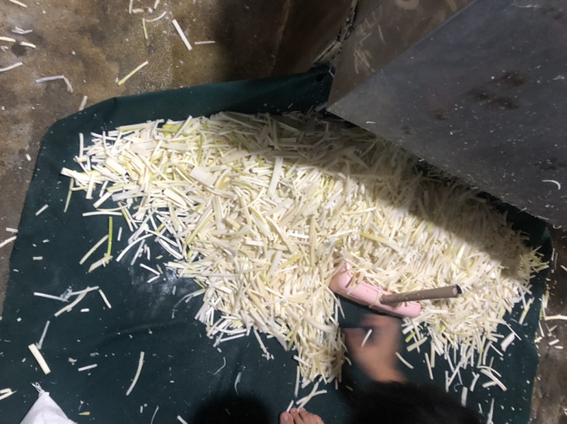 酸笋 6-12个月 