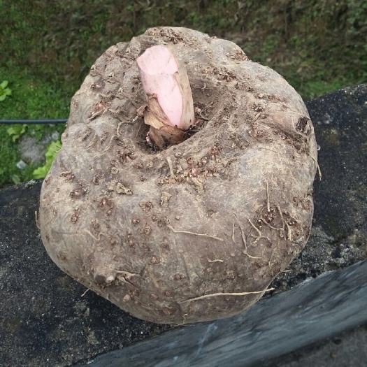 白魔芋 