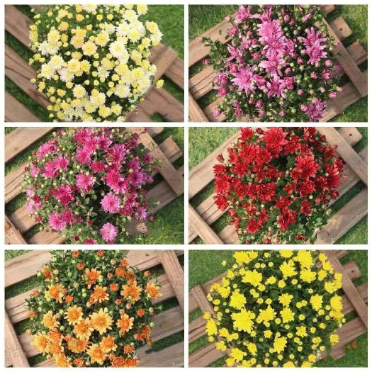青州市 四季开花菊花盆栽带花苞千头菊花苗小雏菊乒乓菊大菊花卉