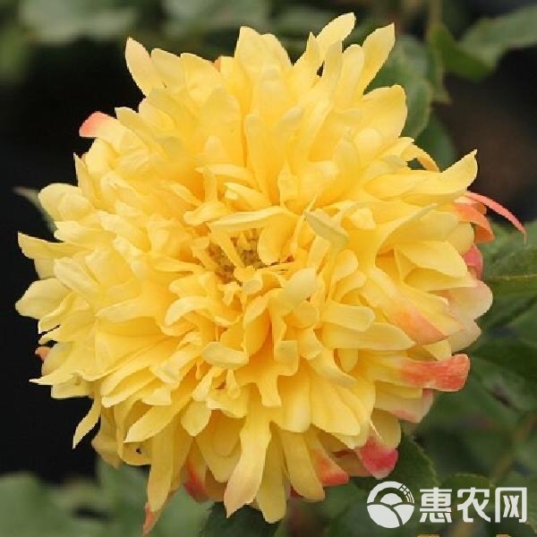  四季开花菊花盆栽带花苞千头菊花苗小雏菊乒乓菊大菊花卉