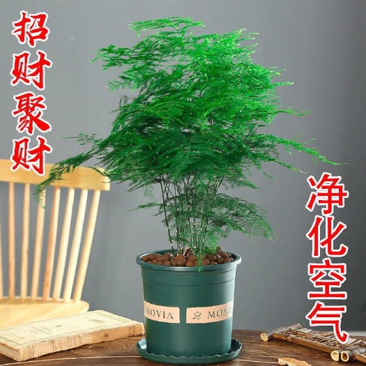 宁海县大文竹盆栽植物室内大型盆景吸除甲醛四季常青绿植花卉好养种易活