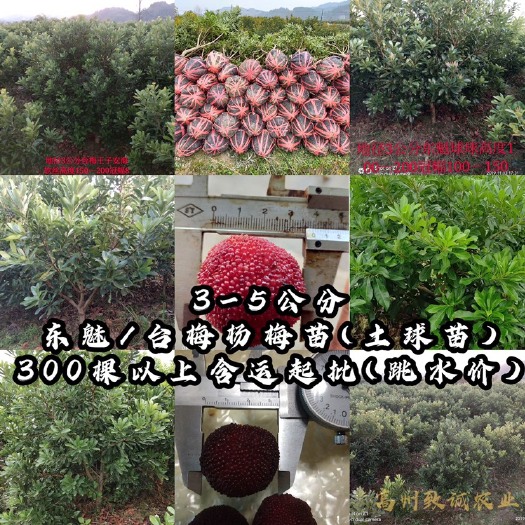 高州市东魁杨梅树苗 3-5公分东魅/台梅杨梅苗(土球苗)300棵以上含运起批