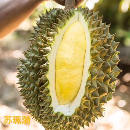 凭祥市泰国金枕，托曼尼，干饶榴莲批发，产地整柜发货
