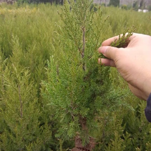 沭阳县桧柏  蜀桧基地100万颗全部现货供应，质量保证，量大从优