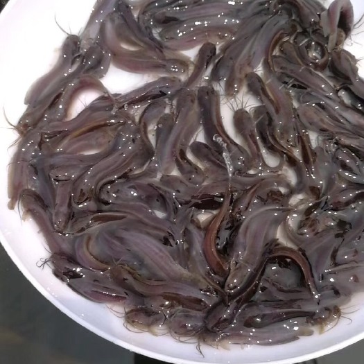 高州市三黄塘虱鱼苗