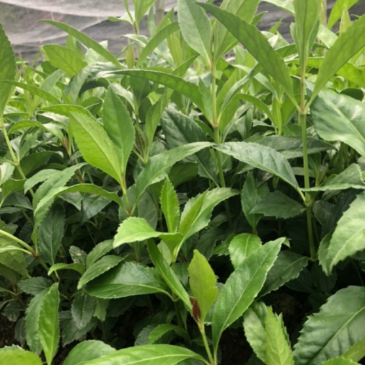 草珊瑚实生苗，主杆粗壮￼，根系发达，是移栽的最好时期。
