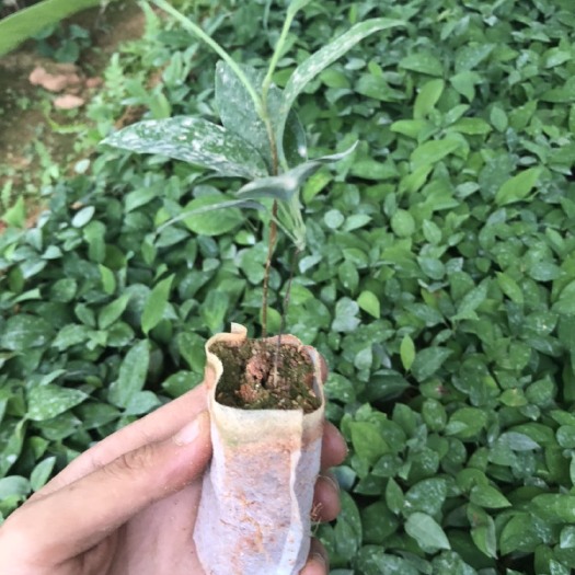 灵山县 白肉土茯苓苗