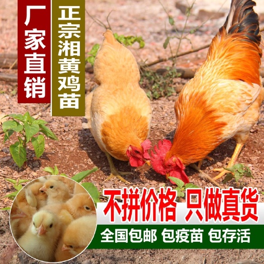 衡阳三黄土鸡苗 三黄鸡苗 土鸡苗