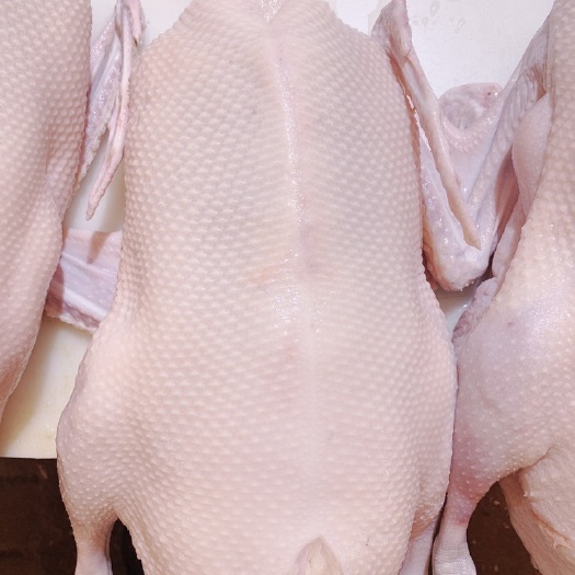佛山肉鹅  清远黑综鹅