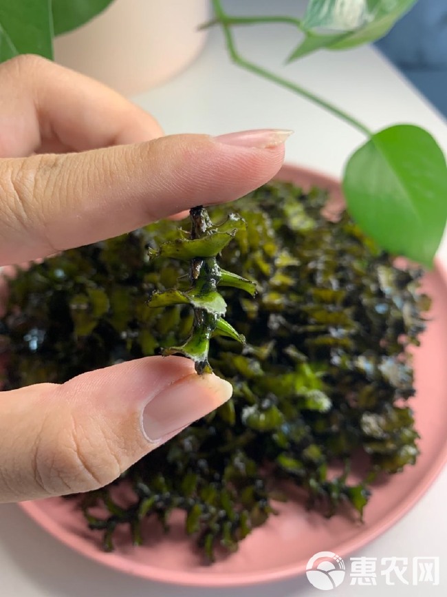  学名菹草，又叫：虾藻、虾草、麦黄草。它是多年生沉水草本植物，