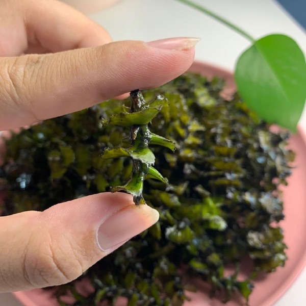  学名菹草，又叫：虾藻、虾草、麦黄草。它是多年生沉水草本植物，