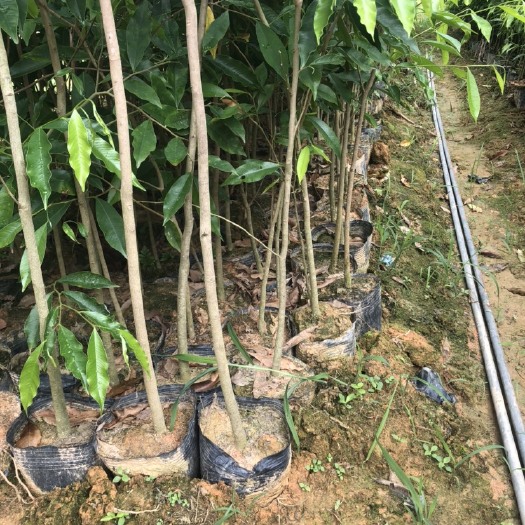 灵山县白木沉香树