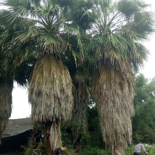漳州老人葵华棕华盛顿棕榈树基地现货价格实惠各种规格齐全漳州基地