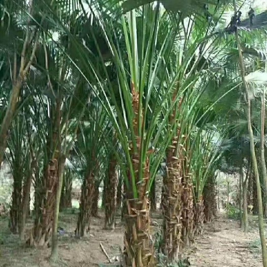 漳州棕榈树 蒲葵规格齐全货源充足现货基地直发漳州蒲葵种植基地苗农