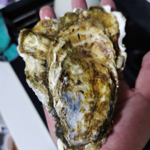 大连大连生蚝，平均每个5两以上，特肥，品相好，结算方式灵活