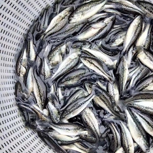 广州加州鲈鱼苗  优鲈 大口黑鲈，品质漂亮，大量现货批发