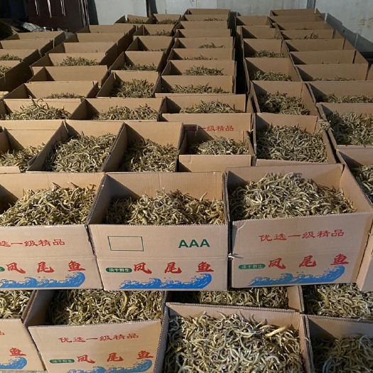 沈阳大连凤尾鱼大个头凤尾鱼干