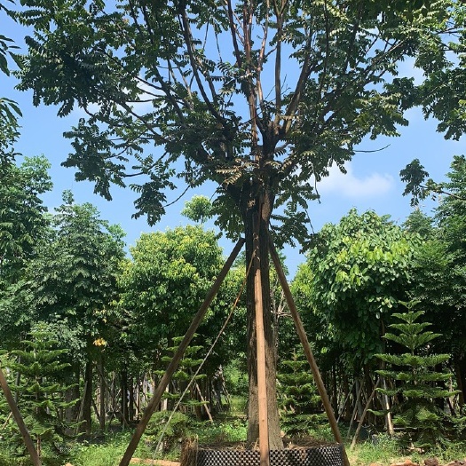 揭阳麻楝 有需要可以联系我