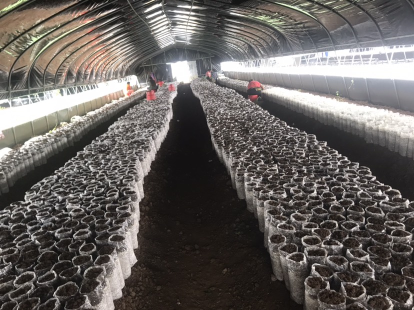 桂林猪肚菇 人工种植 鲜货 