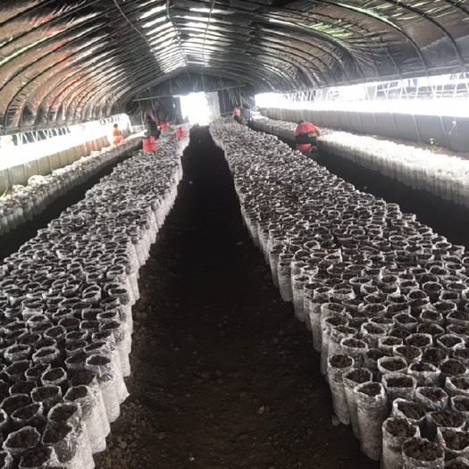 桂林猪肚菇 人工种植 鲜货 