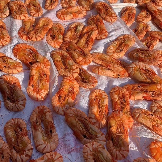 饶平县对虾干 12-18个月 