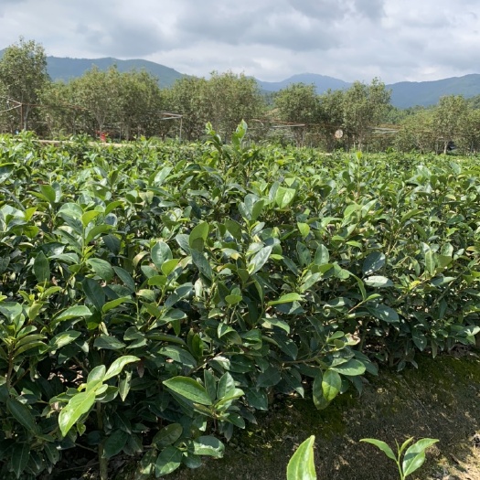 饶平县凤凰单丛茶苗 鸡笼刊茶树苗 凤凰单丛茶树苗 鸡笼刊