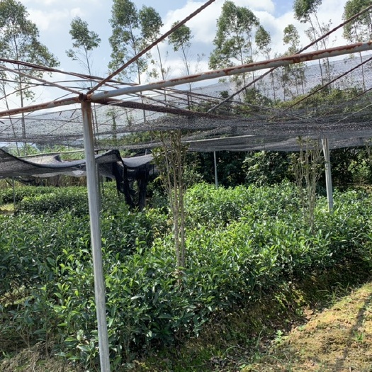 饶平县凤凰单丛茶苗 大乌叶茶树苗 凤凰单丛茶上角大乌叶品种茶树苗