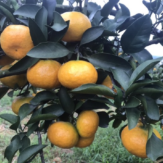 资兴市东江湖蜜橘  东江湖·蜜桔