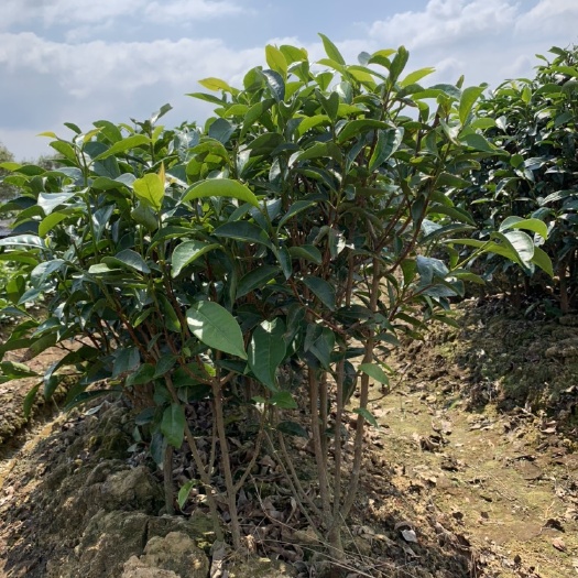 饶平县雷扣柴单丛茶苗 凤凰单丛茶苗  正宗雷扣柴品种茶树苗