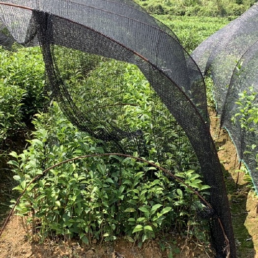 饶平县凤凰单丛茶苗 娘子伞单丛茶苗 单丛茶品种娘子伞单丛茶苗