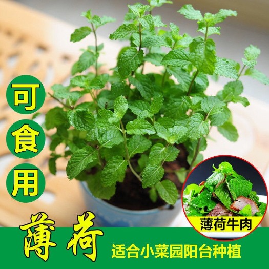 杭州食用薄荷种子四季种植易活种子室内驱蚊小盆栽猫薄荷种子花种子