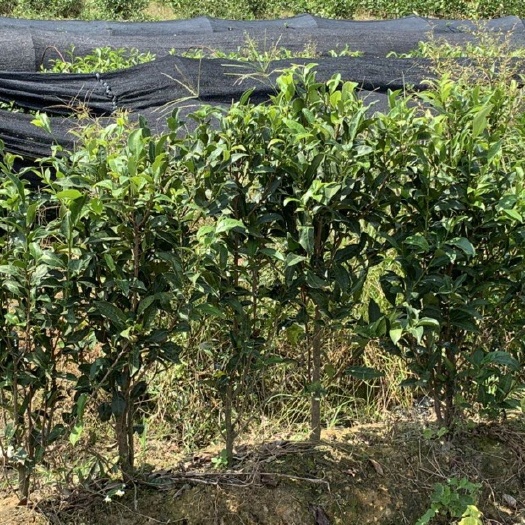 饶平县凤凰单丛茶苗  大胡蜞单丛茶苗 大雨蜞单丛茶苗 单丛茶苗 大胡蜞大枞苗