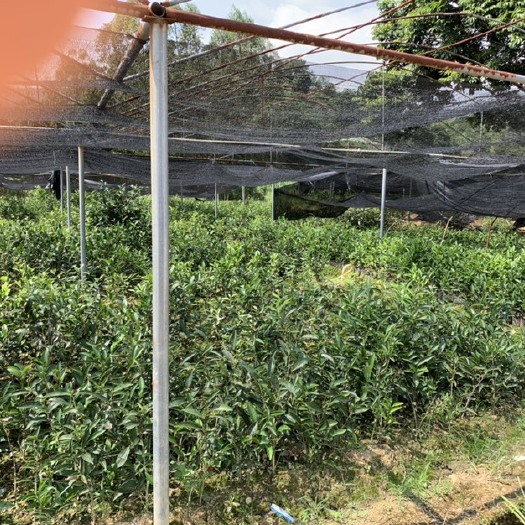 饶平县凤凰单丛茶苗 东方红单丛茶树苗 凤凰单丛茶宋茶系列 凤凰单丛茶树苗 东方红