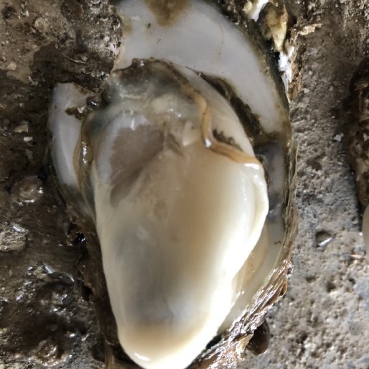 长沙乳山牡蛎 海水 2-3两/只 冷冻水产 